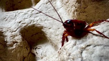 Bir hamamböceğinin kabataslak dokulu bir yüzey üzerinde sürünen detaylı makro görüntüsü antenlerini, dikenli bacaklarını ve parlak vücudunu doğal ışık altında gösteriyor.