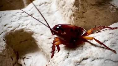 Bir hamamböceğinin kabataslak dokulu bir yüzey üzerinde sürünen detaylı makro görüntüsü antenlerini, dikenli bacaklarını ve parlak vücudunu doğal ışık altında gösteriyor.