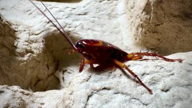 Bir hamamböceğinin kabataslak dokulu bir yüzey üzerinde sürünen detaylı makro görüntüsü antenlerini, dikenli bacaklarını ve parlak vücudunu doğal ışık altında gösteriyor.