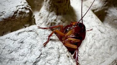 Bir hamamböceğinin kabataslak dokulu bir yüzey üzerinde sürünen detaylı makro görüntüsü antenlerini, dikenli bacaklarını ve parlak vücudunu doğal ışık altında gösteriyor.
