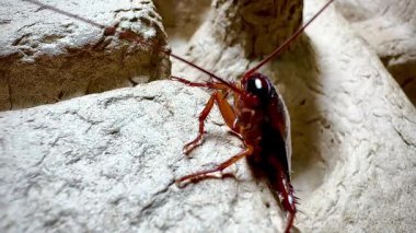 Bir hamamböceğinin kabataslak dokulu bir yüzey üzerinde sürünen detaylı makro görüntüsü antenlerini, dikenli bacaklarını ve parlak vücudunu doğal ışık altında gösteriyor.