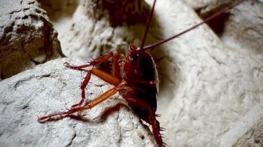 Bir hamamböceğinin kabataslak dokulu bir yüzey üzerinde sürünen detaylı makro görüntüsü antenlerini, dikenli bacaklarını ve parlak vücudunu doğal ışık altında gösteriyor.