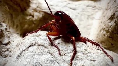 Bir hamamböceğinin kabataslak dokulu bir yüzey üzerinde sürünen detaylı makro görüntüsü antenlerini, dikenli bacaklarını ve parlak vücudunu doğal ışık altında gösteriyor.