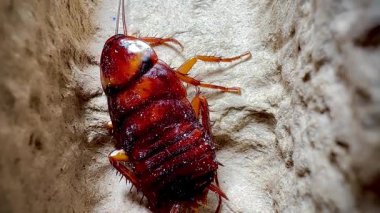 Bir hamamböceğinin kabataslak dokulu bir yüzey üzerinde sürünen detaylı makro görüntüsü antenlerini, dikenli bacaklarını ve parlak vücudunu doğal ışık altında gösteriyor.