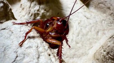 Bir hamamböceğinin kabataslak dokulu bir yüzey üzerinde sürünen detaylı makro görüntüsü antenlerini, dikenli bacaklarını ve parlak vücudunu doğal ışık altında gösteriyor.