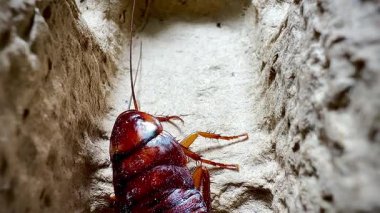 Bir hamamböceğinin kabataslak dokulu bir yüzey üzerinde sürünen detaylı makro görüntüsü antenlerini, dikenli bacaklarını ve parlak vücudunu doğal ışık altında gösteriyor.