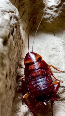 Bir hamamböceğinin kabataslak dokulu bir yüzey üzerinde sürünen detaylı makro görüntüsü antenlerini, dikenli bacaklarını ve parlak vücudunu doğal ışık altında gösteriyor.