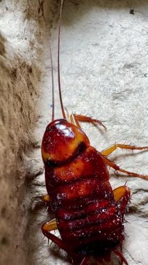 Bir hamamböceğinin kabataslak dokulu bir yüzey üzerinde sürünen detaylı makro görüntüsü antenlerini, dikenli bacaklarını ve parlak vücudunu doğal ışık altında gösteriyor.