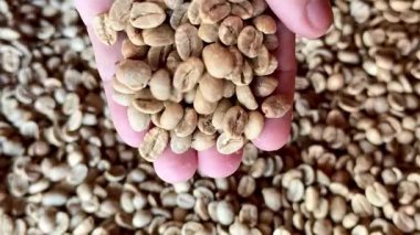  Kahve çekirdeğinin üzerine yakın plan çiğ yeşil Arabika kahve çekirdekleri, kahve üretiminin doğal dokusunu ve organik kalitesini gösteriyor..