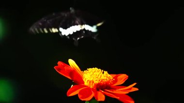 Bahçe bahçesinde Tayland kelebeği yaz çiçeği ve kelebek çiçeği kelebeği