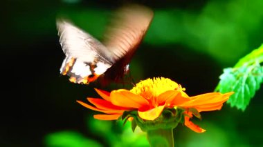 Bahçe bahçesinde Tayland kelebeği yaz çiçeği ve kelebek çiçeği kelebeği