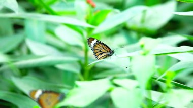 Bahçe bahçesinde Tayland kelebeği yaz çiçeği ve kelebek çiçeği kelebeği