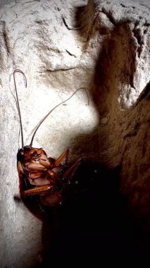 Bir hamamböceğinin kabataslak dokulu bir yüzey üzerinde sürünen detaylı makro görüntüsü antenlerini, dikenli bacaklarını ve parlak vücudunu doğal ışık altında gösteriyor.