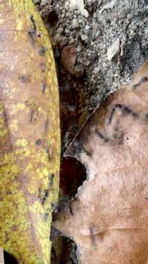 Kuru yaprakların ve kumlu toprağın üzerinde sürünen karıncaların yakın çekimi doğal böcek davranışlarını, organik dokularını ve doğa ortamında ham ekolojik detayla toprak tonlarını gösteriyor..