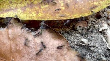 Kuru yaprakların ve kumlu toprağın üzerinde sürünen karıncaların yakın çekimi doğal böcek davranışlarını, organik dokularını ve doğa ortamında ham ekolojik detayla toprak tonlarını gösteriyor..