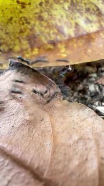 Kuru yaprakların ve kumlu toprağın üzerinde sürünen karıncaların yakın çekimi doğal böcek davranışlarını, organik dokularını ve doğa ortamında ham ekolojik detayla toprak tonlarını gösteriyor..