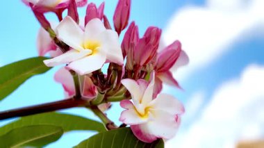 Açık mavi gökyüzü karşısında, narin pembe ve beyaz plumeria çiçeklerinin yakın çekimi, tropikal güzelliği, doğal tazeliği ve parlak gün ışığında zarif çiçekleri gözler önüne seriyor..