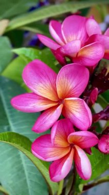 Yumuşak sarı merkezleri yemyeşil yaprakların üzerinde açan pembe tesisat çiçeklerine yakın çekim. Güzelliği, tazeliği, rahatlığı ve doğal yaz havasını sembolize eden canlı bir tropikal resim..