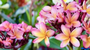 Yumuşak sarı merkezleri yemyeşil yaprakların üzerinde açan pembe tesisat çiçeklerine yakın çekim. Güzelliği, tazeliği, rahatlığı ve doğal yaz havasını sembolize eden canlı bir tropikal resim..