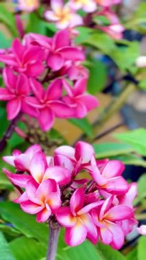 Yumuşak sarı merkezleri yemyeşil yaprakların üzerinde açan pembe tesisat çiçeklerine yakın çekim. Güzelliği, tazeliği, rahatlığı ve doğal yaz havasını sembolize eden canlı bir tropikal resim..