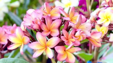 Yumuşak sarı merkezleri yemyeşil yaprakların üzerinde açan pembe tesisat çiçeklerine yakın çekim. Güzelliği, tazeliği, rahatlığı ve doğal yaz havasını sembolize eden canlı bir tropikal resim..