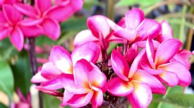 Yumuşak sarı merkezleri yemyeşil yaprakların üzerinde açan pembe tesisat çiçeklerine yakın çekim. Güzelliği, tazeliği, rahatlığı ve doğal yaz havasını sembolize eden canlı bir tropikal resim..