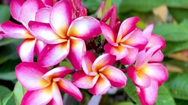 Yumuşak sarı merkezleri yemyeşil yaprakların üzerinde açan pembe tesisat çiçeklerine yakın çekim. Güzelliği, tazeliği, rahatlığı ve doğal yaz havasını sembolize eden canlı bir tropikal resim..