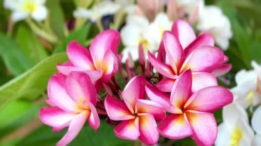 Yumuşak sarı merkezleri yemyeşil yaprakların üzerinde açan pembe tesisat çiçeklerine yakın çekim. Güzelliği, tazeliği, rahatlığı ve doğal yaz havasını sembolize eden canlı bir tropikal resim..