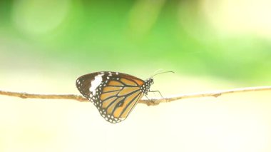 Bahçe bahçesinde Tayland kelebeği yaz çiçeği ve kelebek çiçeği kelebeği