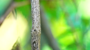 Bahçe bahçesinde Tayland kelebeği yaz çiçeği ve kelebek çiçeği kelebeği