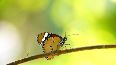 Bahçe bahçesinde Tayland kelebeği yaz çiçeği ve kelebek çiçeği kelebeği