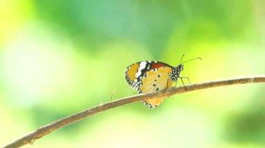 Bahçe bahçesinde Tayland kelebeği yaz çiçeği ve kelebek çiçeği kelebeği