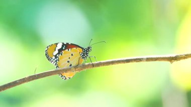 Bahçe bahçesinde Tayland kelebeği yaz çiçeği ve kelebek çiçeği kelebeği