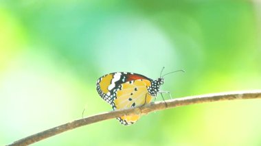 Bahçe bahçesinde Tayland kelebeği yaz çiçeği ve kelebek çiçeği kelebeği