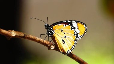 Bahçe bahçesinde Tayland kelebeği yaz çiçeği ve kelebek çiçeği kelebeği