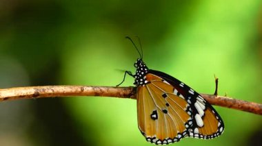 Bahçe bahçesinde Tayland kelebeği yaz çiçeği ve kelebek çiçeği kelebeği