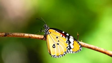 Bahçe bahçesinde Tayland kelebeği yaz çiçeği ve kelebek çiçeği kelebeği