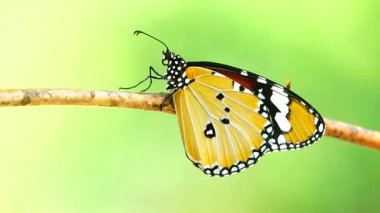 Bahçe bahçesinde Tayland kelebeği yaz çiçeği ve kelebek çiçeği kelebeği