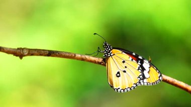 Bahçe bahçesinde Tayland kelebeği yaz çiçeği ve kelebek çiçeği kelebeği
