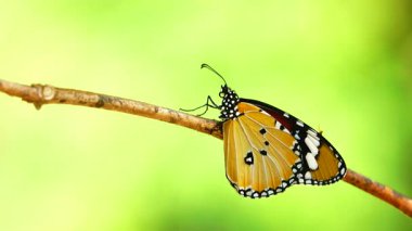 Bahçe bahçesinde Tayland kelebeği yaz çiçeği ve kelebek çiçeği kelebeği