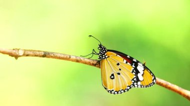 Bahçe bahçesinde Tayland kelebeği yaz çiçeği ve kelebek çiçeği kelebeği