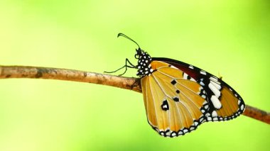 Bahçe bahçesinde Tayland kelebeği yaz çiçeği ve kelebek çiçeği kelebeği