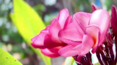 Tropikal bir ağaçta açan yumuşak pembe frangipani çiçeklerinin yakın çekimi, doğal gün ışığında narin taç yaprakları ve taze tomurcukları gösteriyor. Spa, sağlık, doğa ve botanik temalar için ideal.