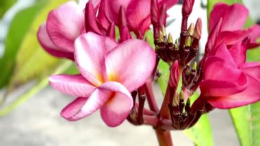 Tropikal bir ağaçta açan yumuşak pembe frangipani çiçeklerinin yakın çekimi, doğal gün ışığında narin taç yaprakları ve taze tomurcukları gösteriyor. Spa, sağlık, doğa ve botanik temalar için ideal.