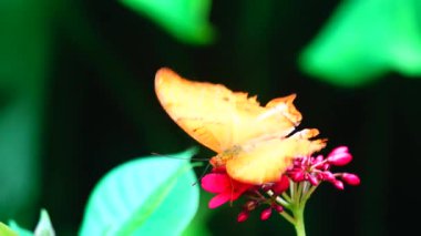 Bahçe bahçesinde Tayland kelebeği yaz çiçeği ve kelebek çiçeği kelebeği