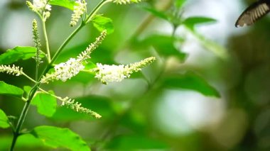 Bahçe bahçesinde Tayland kelebeği yaz çiçeği ve kelebek çiçeği kelebeği