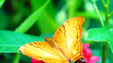 Bahçe bahçesinde Tayland kelebeği yaz çiçeği ve kelebek çiçeği kelebeği