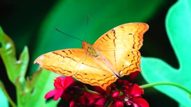 Bahçe bahçesinde Tayland kelebeği yaz çiçeği ve kelebek çiçeği kelebeği