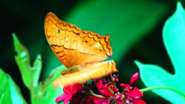 Bahçe bahçesinde Tayland kelebeği yaz çiçeği ve kelebek çiçeği kelebeği