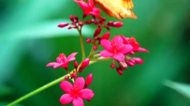 Bahçe bahçesinde Tayland kelebeği yaz çiçeği ve kelebek çiçeği kelebeği